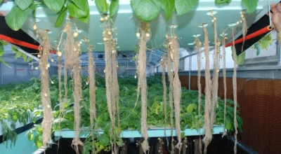 aeroponics-technology-nepal-aeroponics-farming-tatokhabar