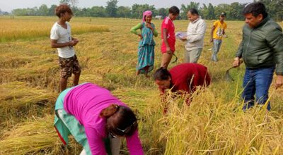 paddy-rice-cutting