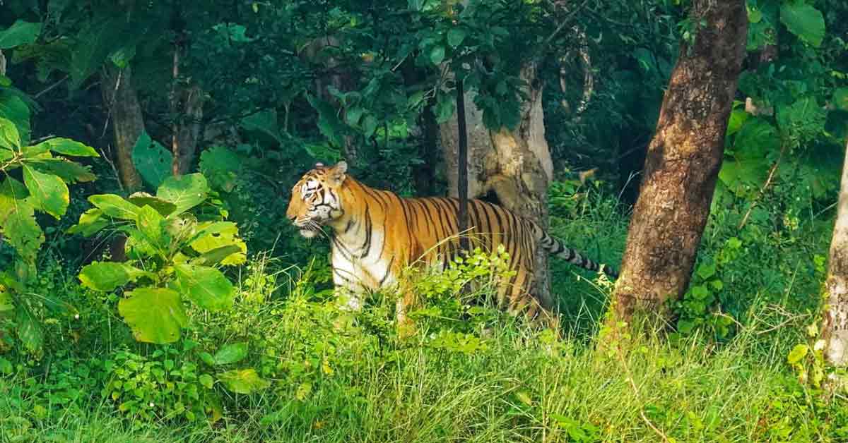 tiger-chitawon-national-conservation-area-nepal-chitawon-news-tatokhabar-tattatokhabar-khabar