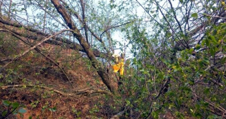 bodhichitta-tree-cut-by-four-people