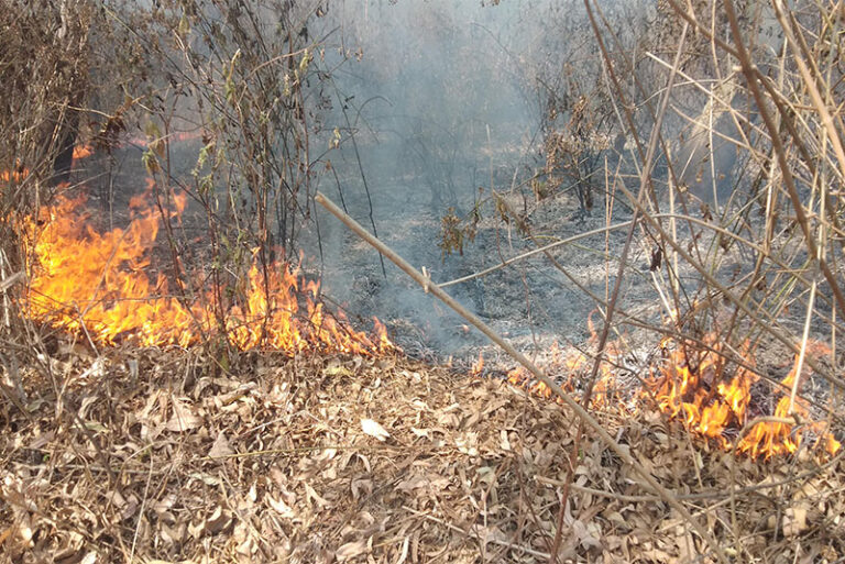 dadhelo-nawalpur-forest-fire