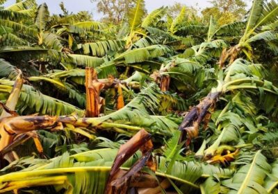 banana-damage-due-to-havey-strome-in-chitawon