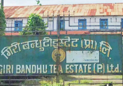 giri-bandhu-tea-state