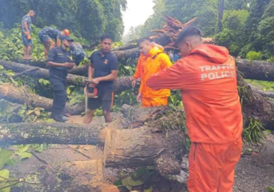 narayanghad-mugling-road-tree-down