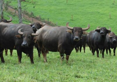 buffalo_export_chaina